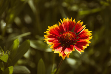 Vivid indian blanket (gaillardia pulchella) flower in the garden with copy space