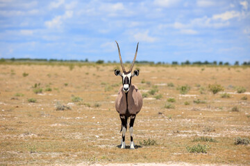 Oryxantilopen