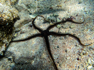 Starfish at the bottom of a coral reef in the Red Sea. Ophiura, Linckia multifora