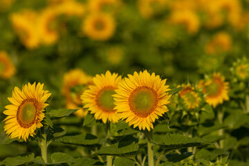 Obraz premium Sunflower cultivation at sunrise in the mountains