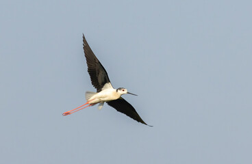 Black-winged stilt (Himantopus himantopus) in flight