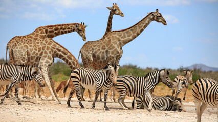 Bergzebras und Giraffen