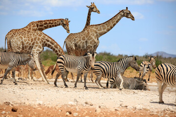Bergzebras und Giraffen
