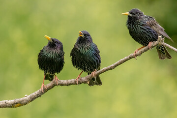 Common Starling in to the forest