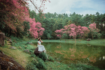 sakura flower and landscape