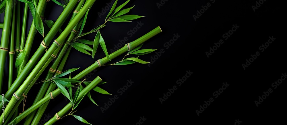 Aufkleber empty space for text with green bamboo stems on a black backdrop