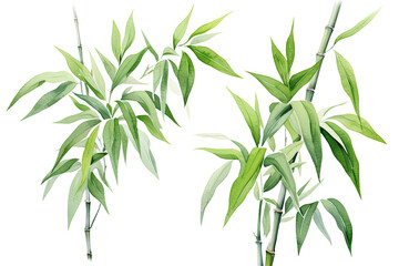 Fototapeta premium Watercolor Tropical spring branches floral green leaves and flowers elements set isolated on transparent background, bouquets greeting or wedding card invitation, decoration clip art mock up.