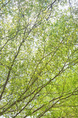 Landscape the big tree with nature background