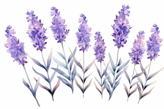 Watercolor image of a set of lavender flowers on a white background