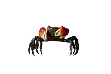 crab