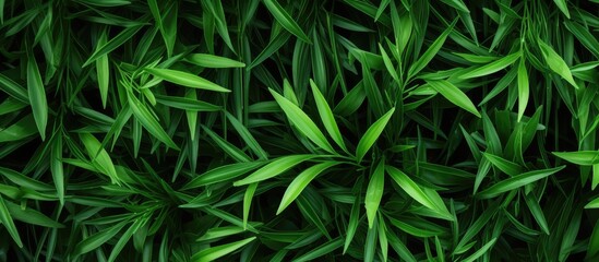 Grassy leaves for backgrounds wallpaper and websites Copy space frame