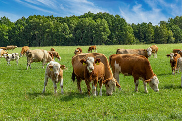 Fototapeta na wymiar A herd of cows grazes on a field on a summer day.