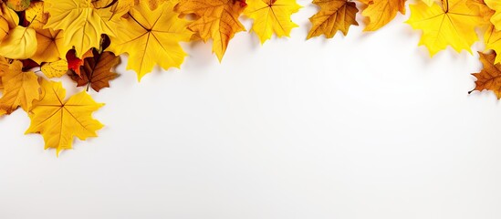 Naklejka na ściany i meble Autumn holiday banner featuring a stack of yellow maple leaves on a white background with room for text