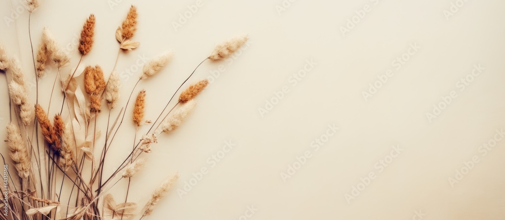 Poster simplistic photography dried plant naturally artistic layout with empty space for text overhead pers