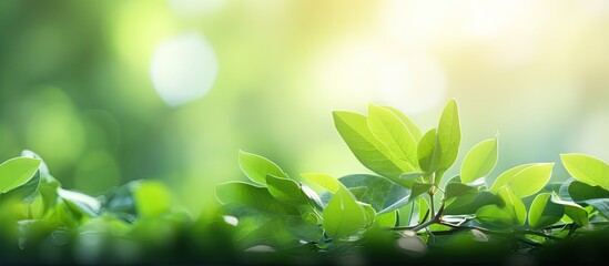 Blurred green leaf background with sunlight and copy space representing natural plants and ecology