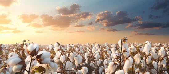 Foto op Aluminium Cotton field with empty space © vxnaghiyev