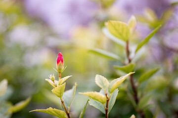 The bud of a red Hibiscus flower, about to bloom