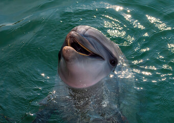 Dolphin poses for the camera