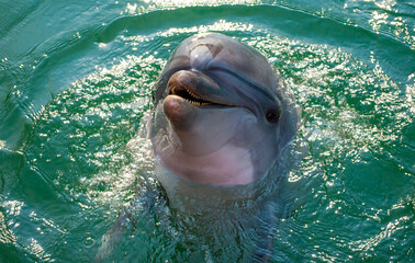 Dolphin poses for the camera
