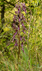 Lizard Orchid (Himantoglossum jankae) in natural habitat