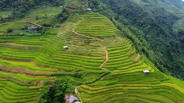 Vietnamese rice production. Terraced paddy fields on mountainous landscape yielding crops