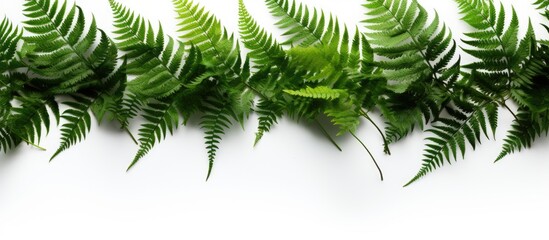 Ferns on white background separate