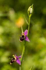 Horned Woodcock Orchid (Ophrys cornuta)