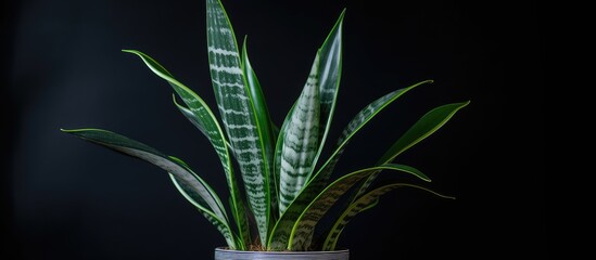 Thailand s Dracaena trifasciata has sword shaped leaves with green stripes