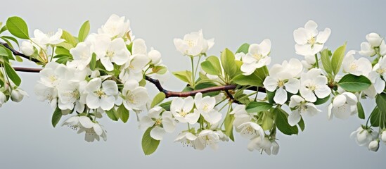 White Flowers on an Apple Tree