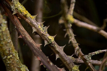 plant’s thorns in the forest