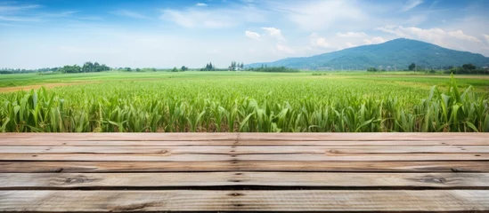 Fotobehang Wooden terrace with scarecrow partition and green rice fields in perspective against a blue sky Suitable for posters with copy space available © vxnaghiyev