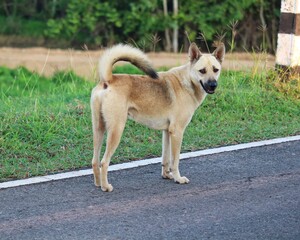 A magnificent male dog, exuding grace and beauty.