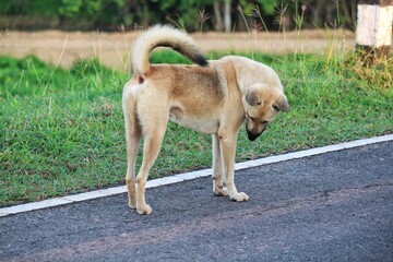 A magnificent male dog, exuding grace and beauty.