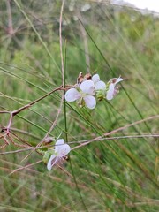 A delicate white wildflower blooming gracefully on a mountain