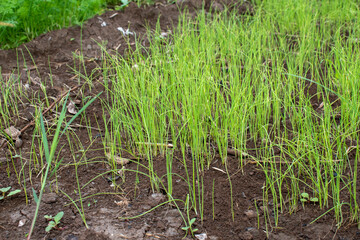 Green onions growing in the garden, spring vegetables