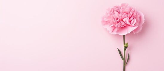 Pink carnation on pink background Space to write