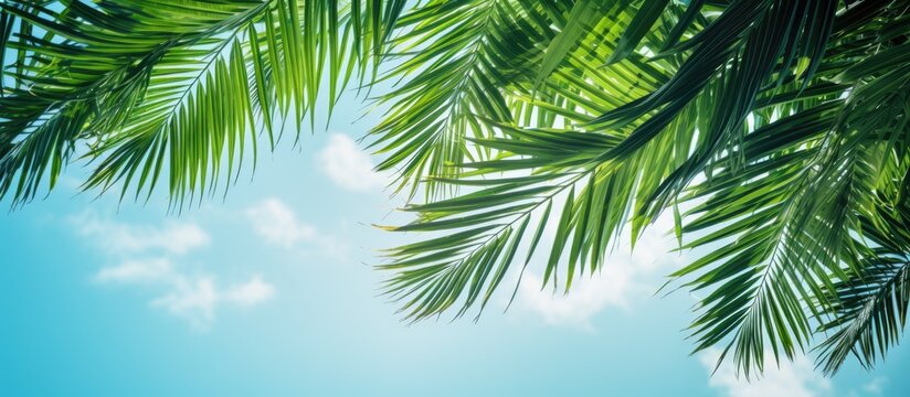 Tropical palm trees in clear blue sky summer travel concept