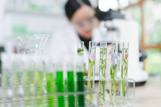 plant in medical pharmacy science research at chemical medicine laboratory for pharmaceutical industry, chemistry development scientist using equipment for health technology experiment or biology drug