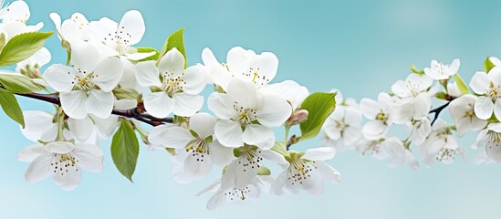 White Flowers on an Apple Tree