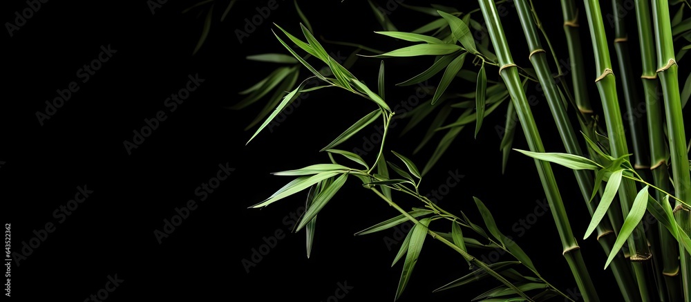 Aufkleber empty space for text with green bamboo stems on a black backdrop