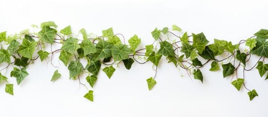 White background with white ivy for natural products copy space