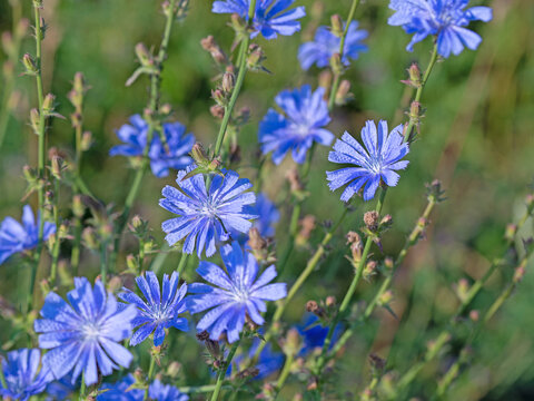 Blühende Wegwarte, Cichorium intybus, auf einer Wiese