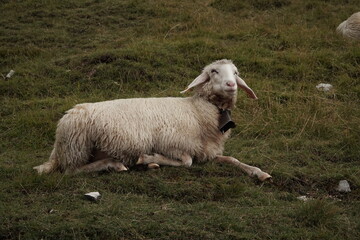 A white sheep lies on a mountain green meadow