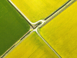 Paesaggio aereo strade tra i campi di riso gialli e verdi visti dall'alto 