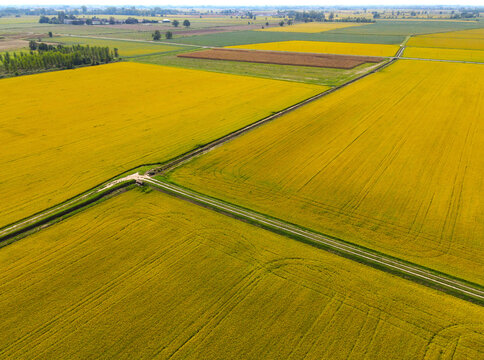 Paesaggio aereo geometrie risaie gialle 