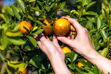 Worker plantation checking quality tangerines before harvest. Gardener harvesting product oranges. Worker picking oranges from orange tree. Oranges and green leaves on plants that grow in the garden.