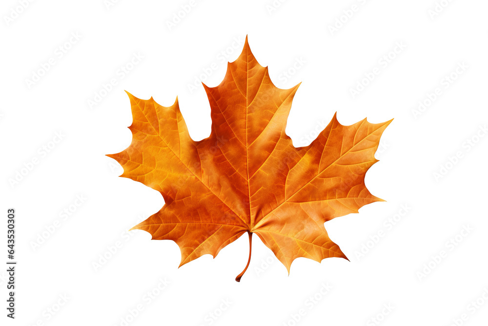 Canvas Prints vibrant autumn maple leave isolated on transparent background - fall foliage in high-resolution png
