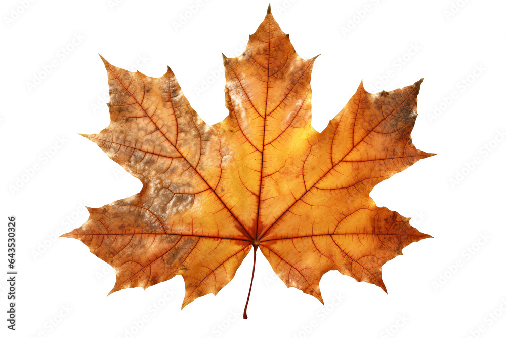Canvas Prints red maple leaf isolated on transparent background - fall foliage in high-resolution png