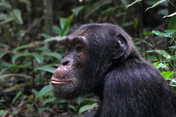 Fototapeta premium Chimpanzés dans la forêt de Kibale en Ouganda