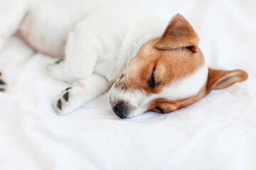 Jack Russell terrier puppy sleeps in bed at home